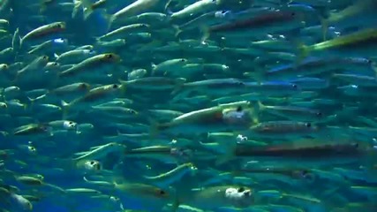 Морски Рай - Безвремие и релакс 10 000 sardines