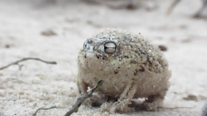 Най-сладката жаба на света!