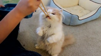 Коте уважаващо Японски храни