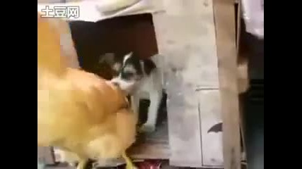 Куче прави любов с кокошка