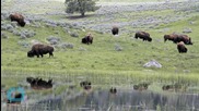 Bison Gores Woman Attempting Selfie Photo At Yellowstone Park