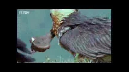 Дивата африканска лешояди нападат костите на умрели животни