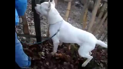 dogo argentino [trenirovka v Gater]