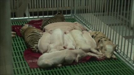 Тигри и прасета съжителстват ("Без багаж", Тайланд #3)