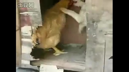 Палаво куче се опитва да изнасили кокошка (смях) 