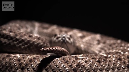 Гърмяща змия и опашката й - slow motion