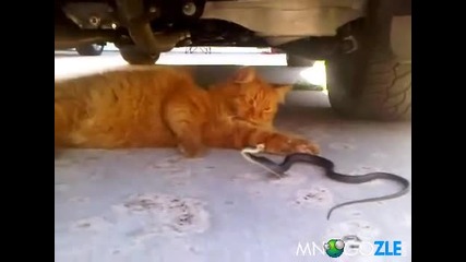 Коте се базика със змия