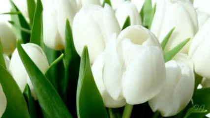 Giovanni Marradi - Petite Fleur - White tulips