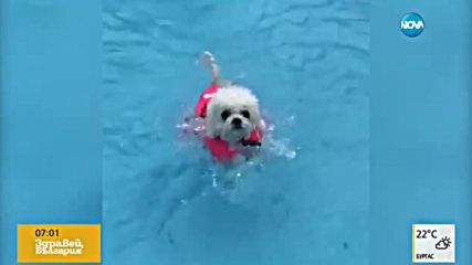 Малко кученце – опитен плувец (ВИДЕО)