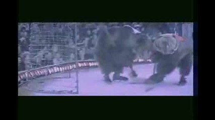 Много интересен и забавен хокей със..мечки