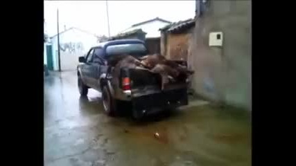 Измъкна се мръсника :) :) :)