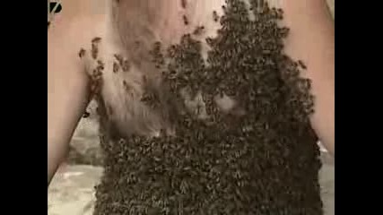 Рекорд На Гинес - Мъж Се Покрива С Пчели