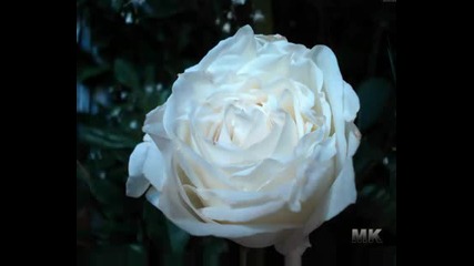 Караоке - Бяла роза.avi