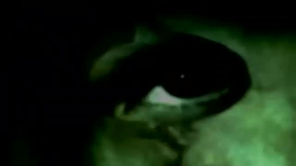 Rob Zombie s Halloween trailer
