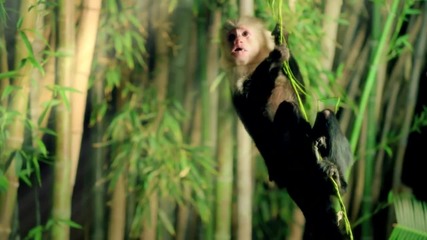 Katy Perry - Roar (official)