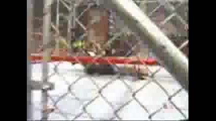 Swanton Bomb