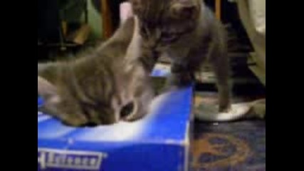 Сладки котета си играят в кутия