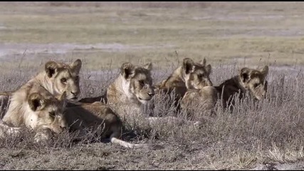 Гибелта на младият лъв