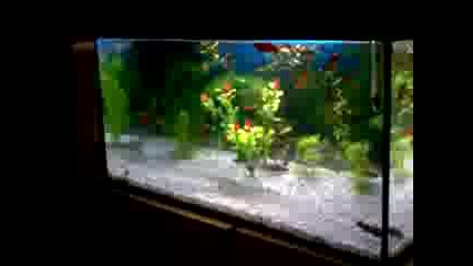 Akvarium Na Bobi