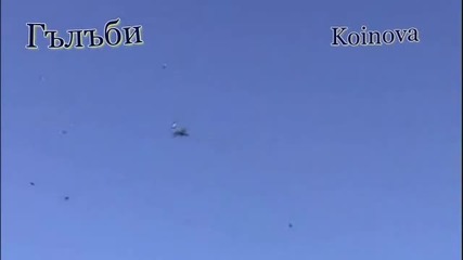 Гълъби 1