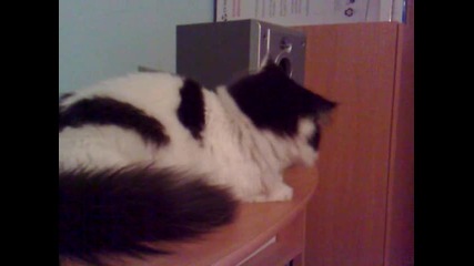 котьо