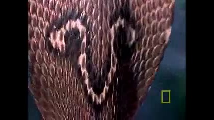Cobra vs. Monitor Lizard 