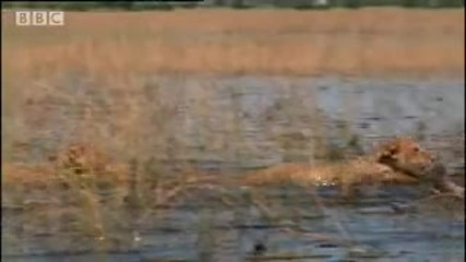 Youtube - Lion cubs swim away from danger - Bbc wildlife 