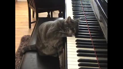 Котка свири на пиано 