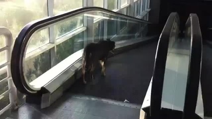 Лудо куче тренира на ескалатор хаха