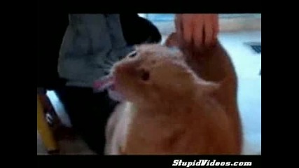 Луди котки 