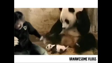 Кихащата панда (пародия на оригинала) 