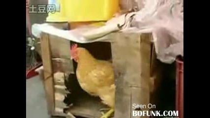Куче се мъчи да прави любов с кокошка