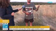 Вълк напада домашни животни и тормози жители на няколко села в Монтанско