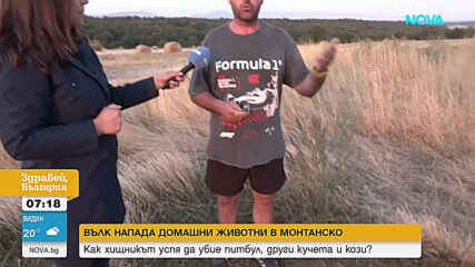 Вълк напада домашни животни и тормози жители на няколко села в Монтанско