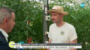 България произвежда все повече чери домати
