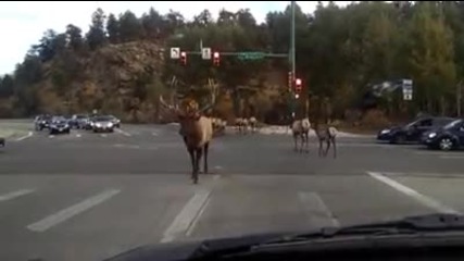 Стадо елени образуват задръстване на пътя!