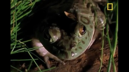 Тази жаба яде всичко,което попадне пред очите и