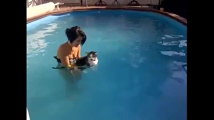 Котка се учи да плува ..