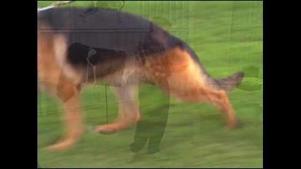 The German Shepherd Dog - Gait and Locomotio - 1 