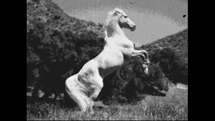 Гого Желев - Седем бели коня