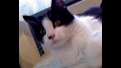 Моето коте!!!