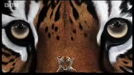 What is the future for tigers - Battle to avoid big cat extinction - Bbc wildlife animals 