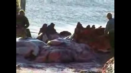 Масово Избиване На Китове и Делфини- Шок Кадри 2 (кървава драма)