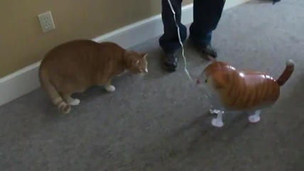 Bert The Cat Does Fus Ro Dah!!!