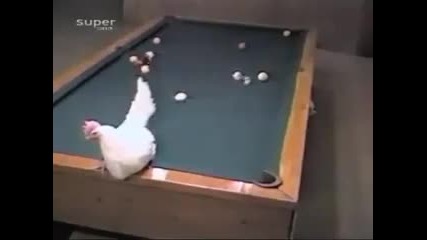 Кокошка играе билярд !
