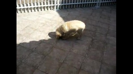 Сладко кученце си играе 