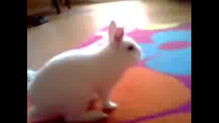 Bunny Si Igraika :)