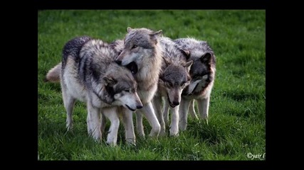 Bate Pesho-wolf