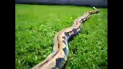 Голямата тигрова змия 