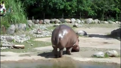 Хипопотам се насира